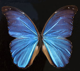 morpho butterfly thumbnail