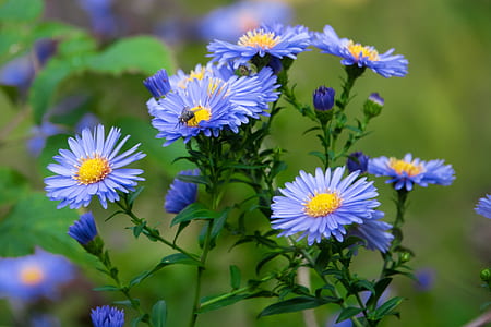 close-up photo of blue petaled flowers thumbnail