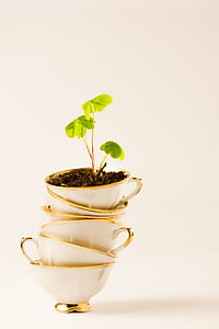 green leaf plant on white ceramic teacups thumbnail