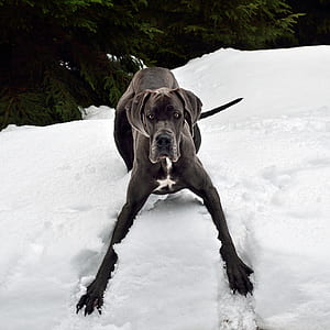 close-up photo of adult black great dane on snowfield thumbnail