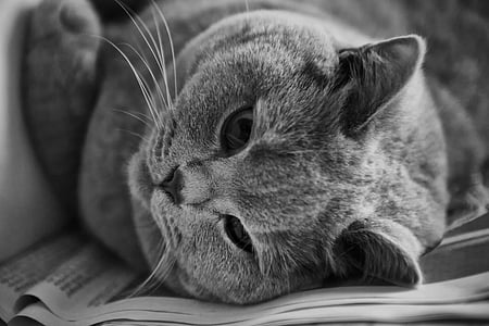 grayscale photography of cat lying on printer paper thumbnail