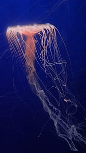 photography of pink jellyfish thumbnail