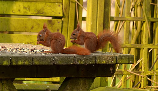 two brown squirrel on wooden table thumbnail