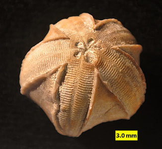 Pentremites sp.from the lower Carboniferous period thumbnail