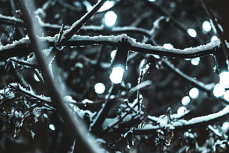 String Lights Covered by Snow thumbnail