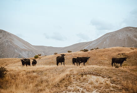 Herd of Cattle on Brown Grass Mountain Under White Sky thumbnail