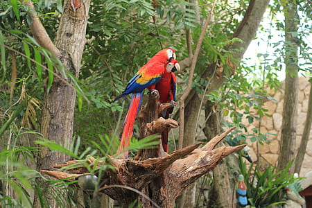 two red birds thumbnail