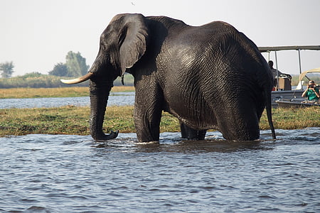 elephant in body of water near boat thumbnail