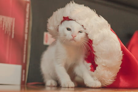 white kitten near red textile thumbnail