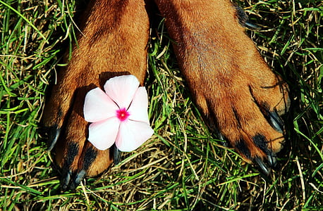 pink periwinkle on top of brown dog paw thumbnail