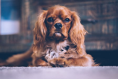 selective focus photography of long-coated brown dog thumbnail