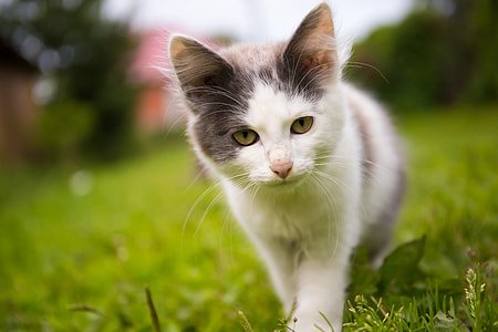 selective focus photography of short-furred white and gray kitten on grass thumbnail