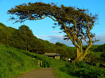 landscape photo of tree thumbnail