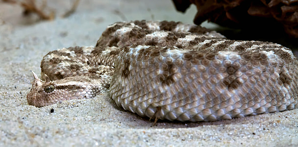 Venomous Viper Snake thumbnail