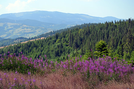 Flowers, The Apuseni Mountains thumbnail
