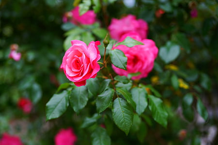 selective focus photography of pink roses thumbnail
