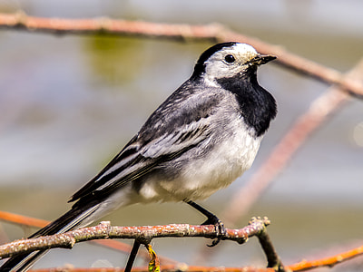 close-up photography of wagtail perching on branch thumbnail
