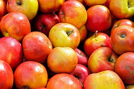 photograph of bunch of Apple fruits thumbnail
