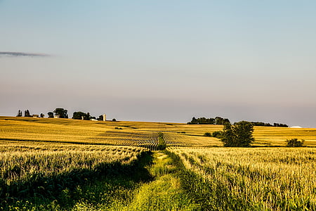 planting field under blue sky thumbnail