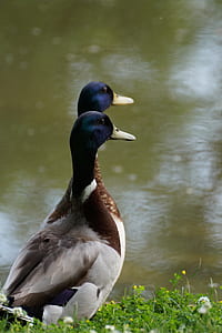 two gray ducks near body of water thumbnail