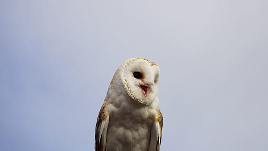 white owl thumbnail