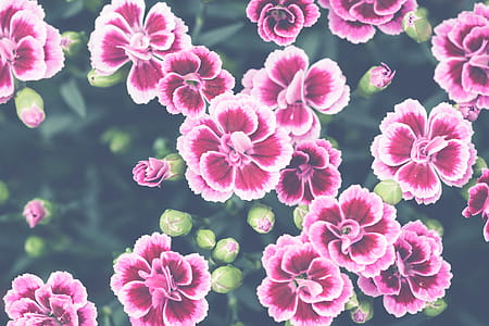 Bed of Red Roses thumbnail