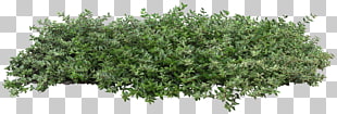 Populus nigra Plant Shrub Tree Architecture, bushes, green leafed plants PNG clipart