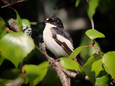 selective focus photography of white bird on tree thumbnail