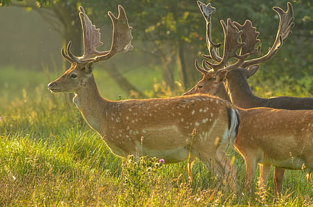 group of deer standing on green grass at daytime thumbnail