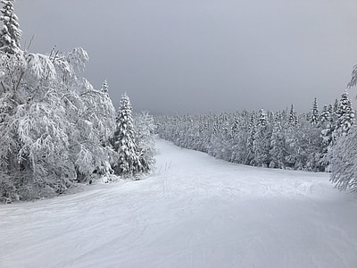 trees covered by snow under heavy clouds thumbnail