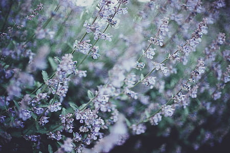 macro photography of petaled flowers thumbnail