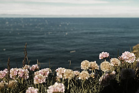 depth of field photography of bed of white petaled flowers thumbnail