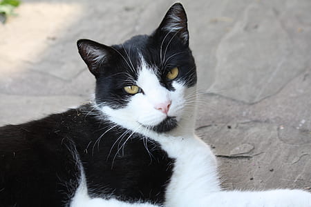 Black and White Cat thumbnail
