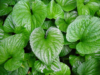 green leafed plant thumbnail