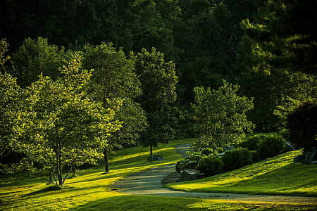 landscape photo of green leafed trees during daytime thumbnail