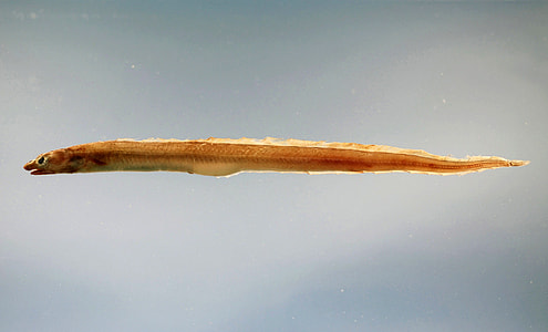 American conger - Conger oceanicus thumbnail