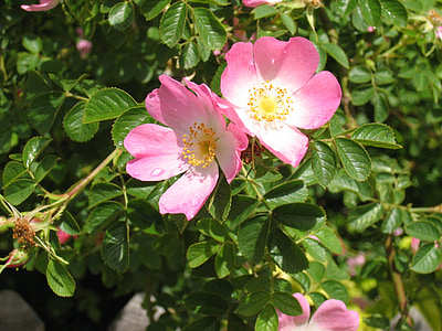 pink rose flowers thumbnail