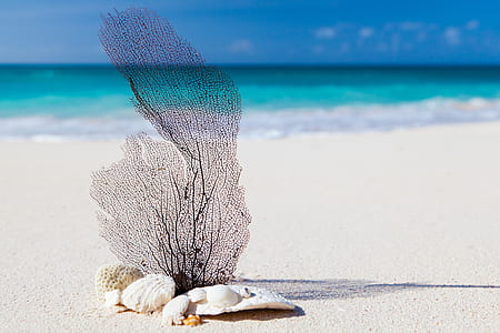 sea, nature, beach, sand thumbnail