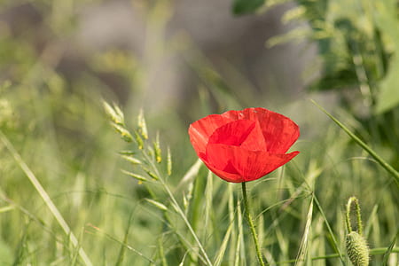 selective focus photo of red poppy in bloom thumbnail