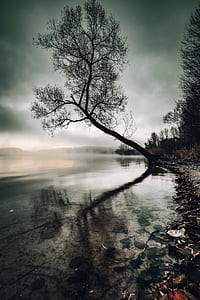tree beside of body of water under gray sky thumbnail
