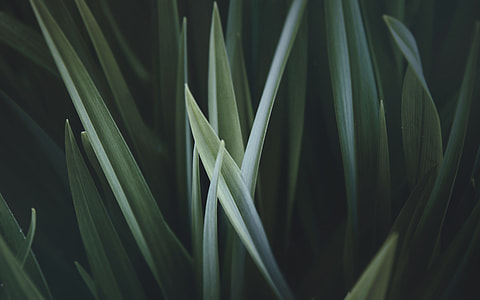 closeup photography of green grass thumbnail