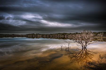 brown tree on top of brown body of water thumbnail