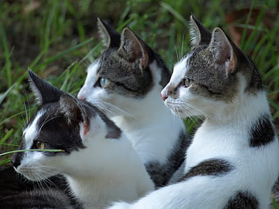 closeup photo of three white-and-gray cats thumbnail