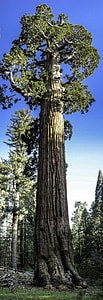 General Grant Tree in King's Canyon National Park, California thumbnail