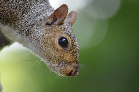 selective focus photography of squirrel thumbnail