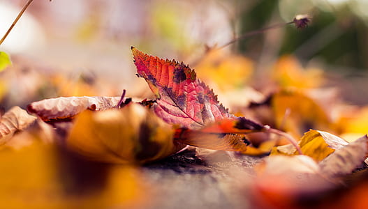 selective focus photo of red falling leaf thumbnail
