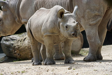 Rhino thumbnail
