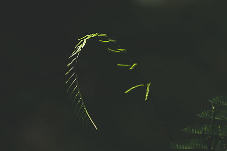 shallow focus photography of green leafed plant thumbnail