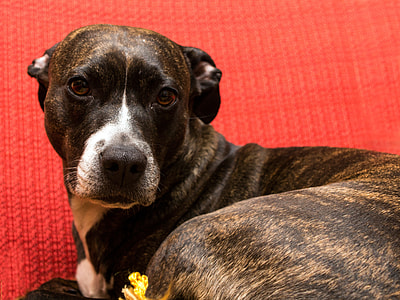 Dog, American Staffordshire Terrier thumbnail