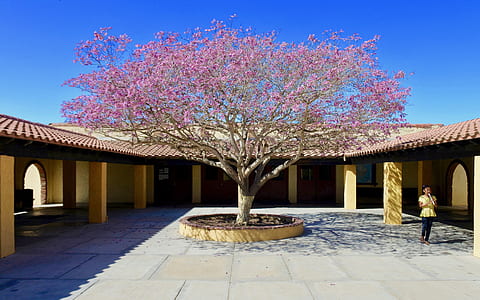 woman standing near cherry blossom tree during daytime thumbnail